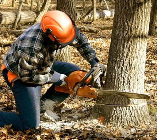 Tree Removal in Wellman, TX